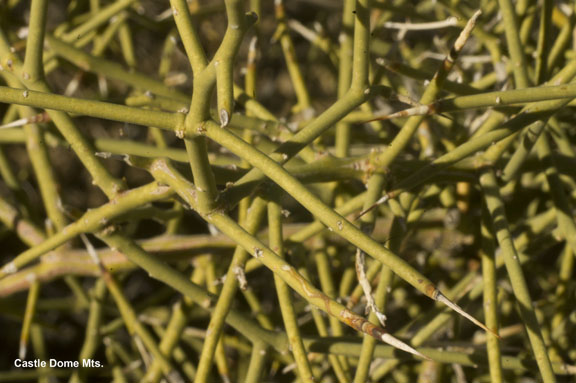 Koeberlinia spinosa var. tenuispina